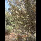 Hakea leucoptera